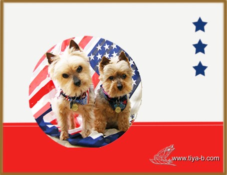 4th-yorkies