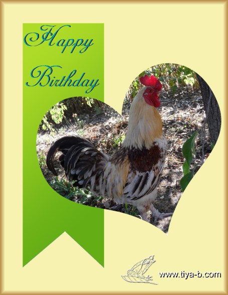 rooster-bday